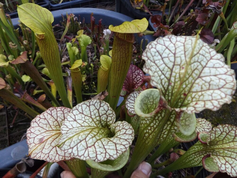 Sarracenia Moorei red sumatra x Adrian Slack live carnivorous plant ...