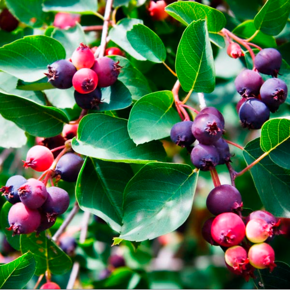 Saskatoon Serviceberry Bush Plant Live for Planting, Juneberry Bushes, Hardy Berry Shrubs for Backyard Gardens, White Flowers, 6-10 Inch Tall