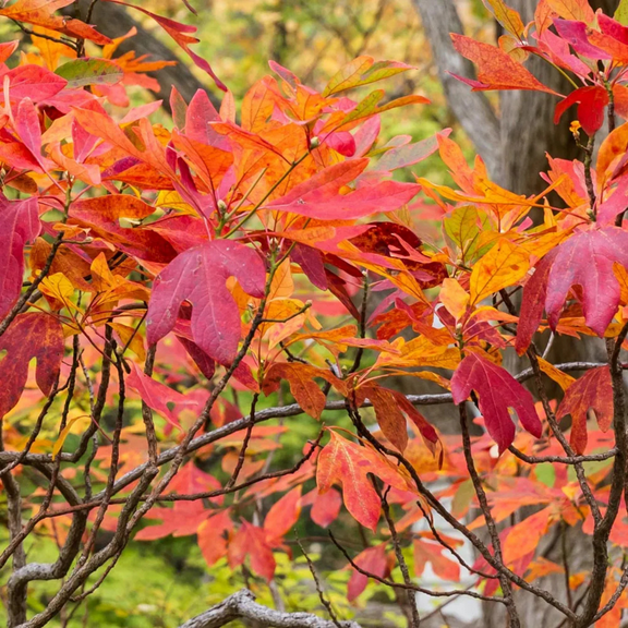 Sassafras Live Plant 810 inch Tall, Dormant Yellow and Red Fall Leaves Fragrant Sassafras Tree Live for Outdoor Garden