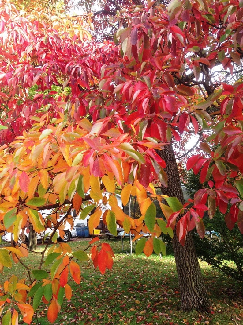 Sassafras Tree Live Plant 1–2 ft Tall, Sassafras Albidum, Bare Root ...