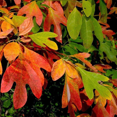 thumbnail image 1 of Sassafras Live Plant 8–10 inch Tall Dormant, Hardy Fragrant Tree with Fall Foliage Sassafras Tree, Outdoor Plant, 1 of 6