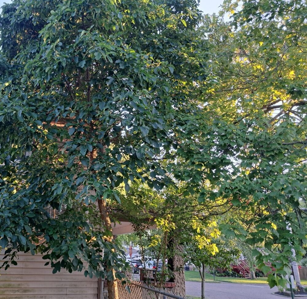 Sassafras Tree Seeds - Walmart.com