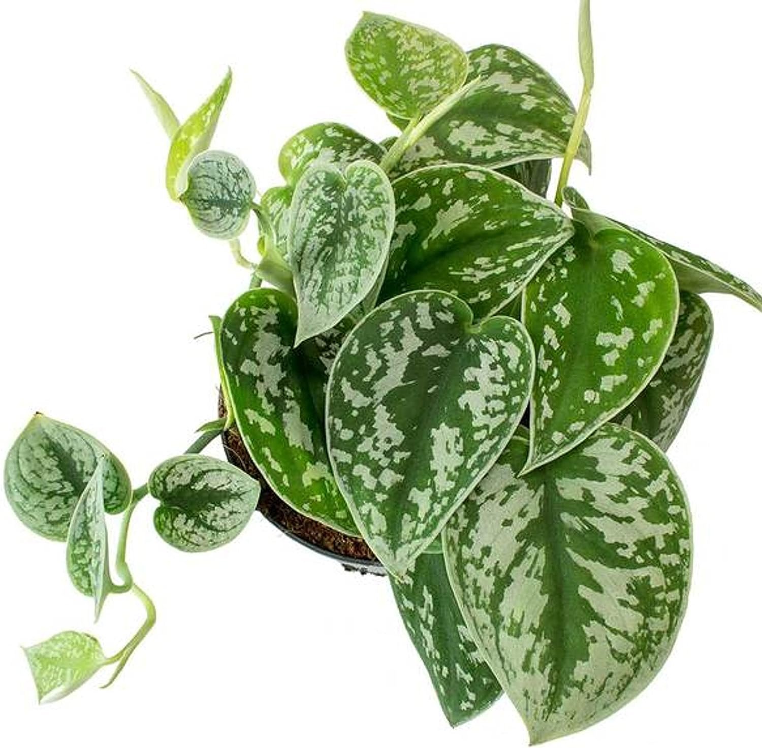 Satin Pothos Live Plant in a 4 Inch Pot Scindapsus Pictus Elegant