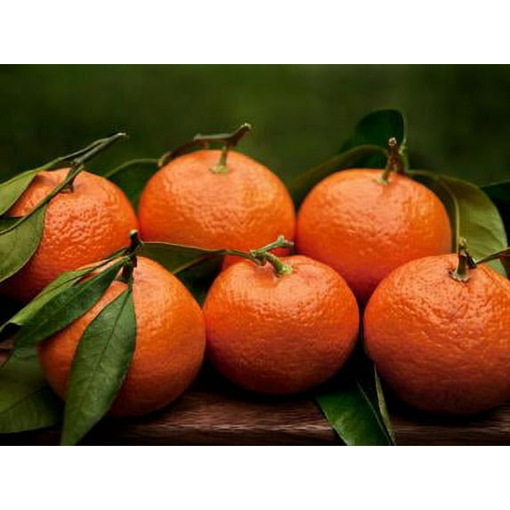 Satsuma Tangerines II, Botanical Unframed Photographic Print Wall Art by Rachel Perry Sold by Art.Com
