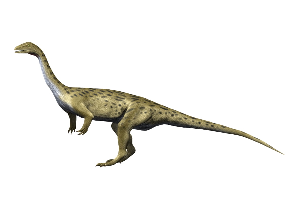Saturnalia is a prosauropod dinosaur from the Triassic period Canvas Art - Nobumichi TamuraStocktrek Images (33 x 25)