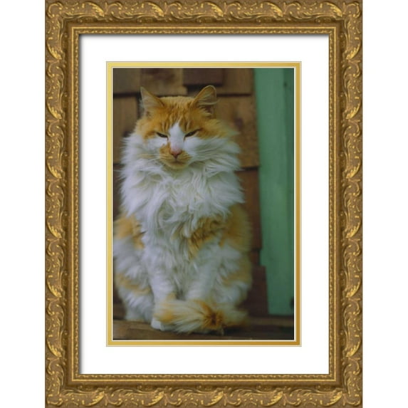 Satushek, Steve 11x14 Gold Ornate Wood Framed with Double Matting Museum Art Print Titled - Washington, Bellingham Orange cat on ledge
