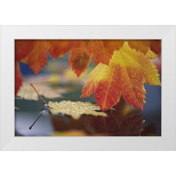 Satushek, Steve 14x11 White Modern Wood Framed Museum Art Print Titled - WA, Bellingham, Autumn vine maple leaves