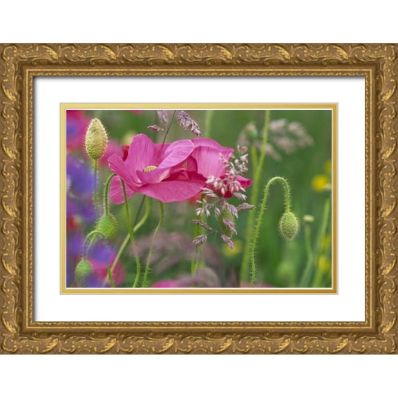 Satushek, Steve 24x17 Gold Ornate Wood Framed with Double Matting Museum Art Print Titled - Washington, Bellingham, Shirley poppies