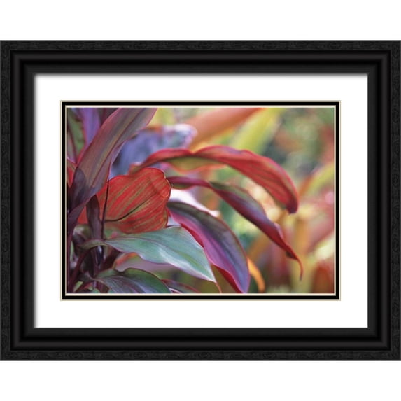 Satushek, Steve 32x24 Black Ornate Wood Framed with Double Matting Museum Art Print Titled - USA, Hawaii, Kauai Close-up of ti plant leaves