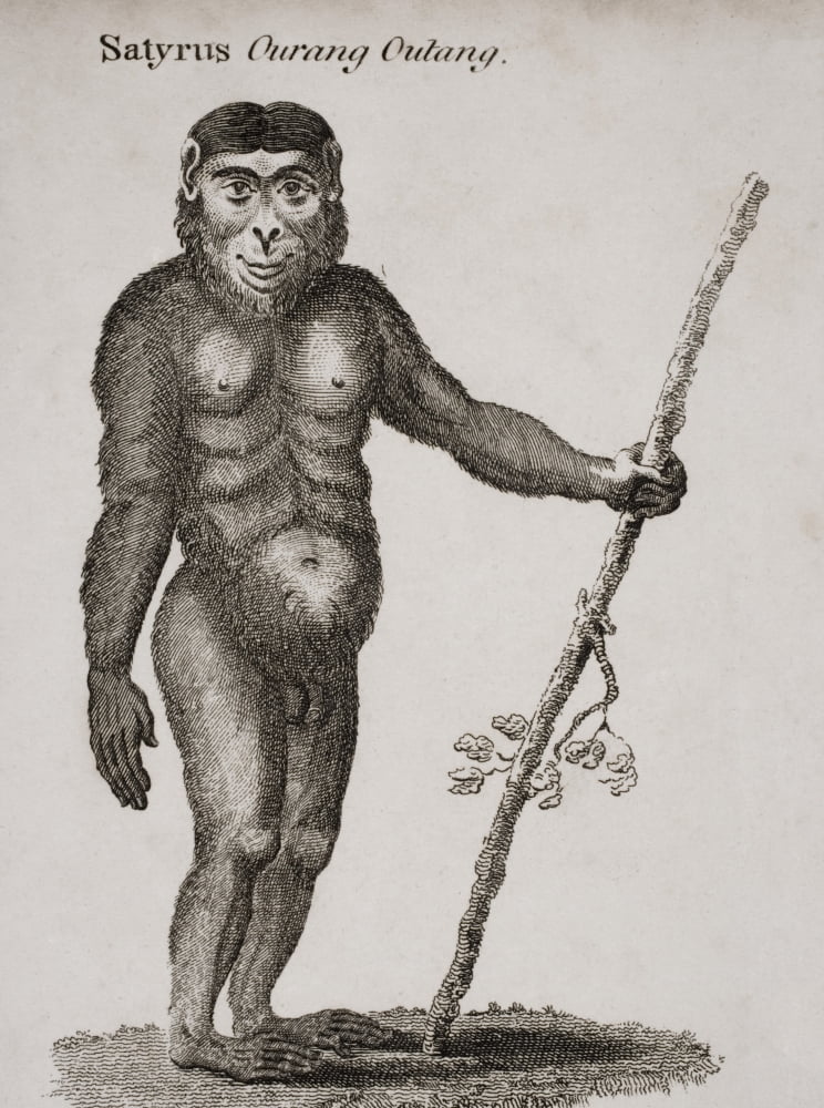 Satyrus Ourang Outang Engraved By Barlow 18Th Century Canvas Art - Ken Welsh Design Pics (12 x 17)