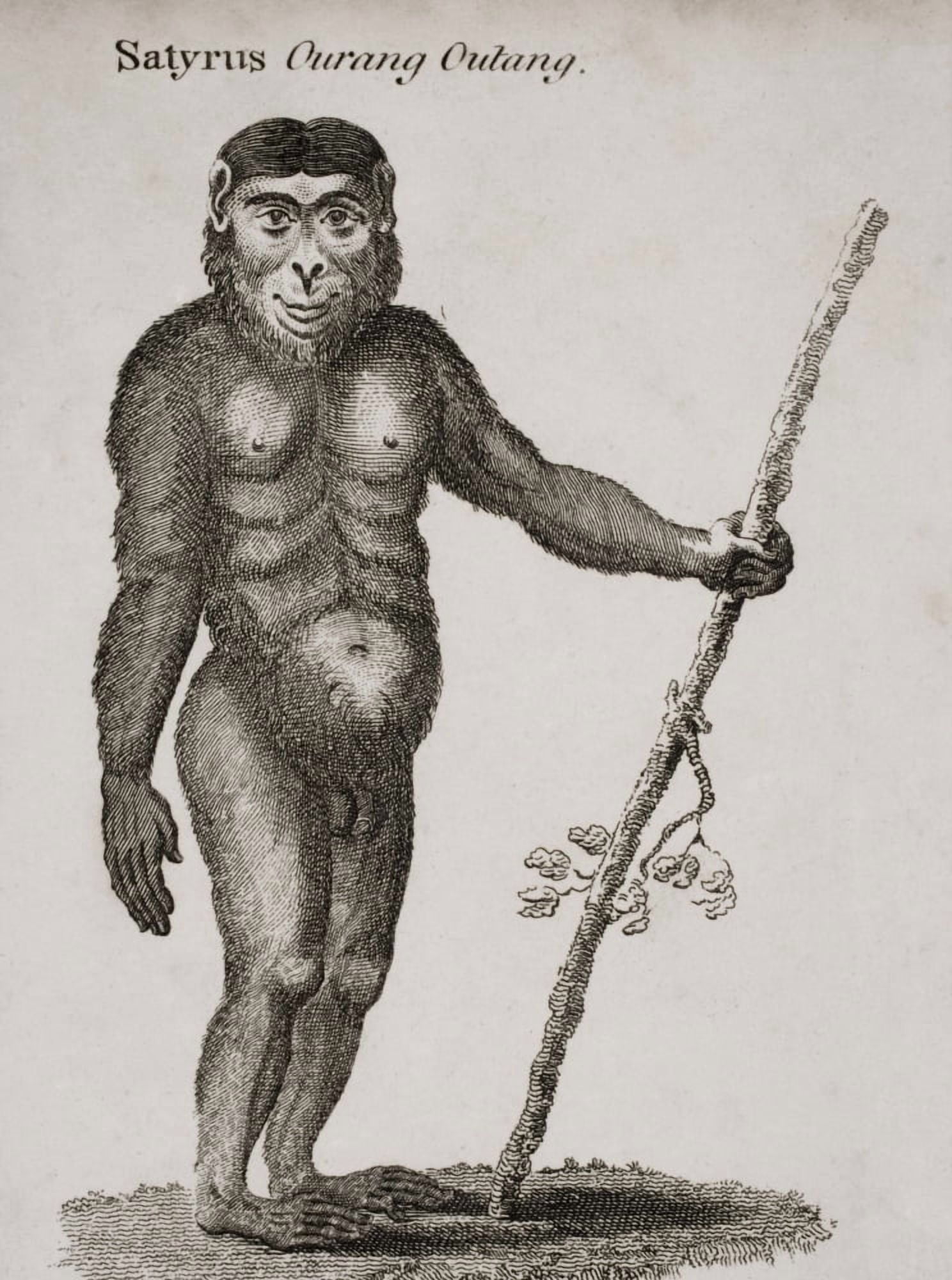 Satyrus Ourang Outang Engraved By Barlow 18Th Century Canvas Art - Ken Welsh Design Pics (24 x 34)