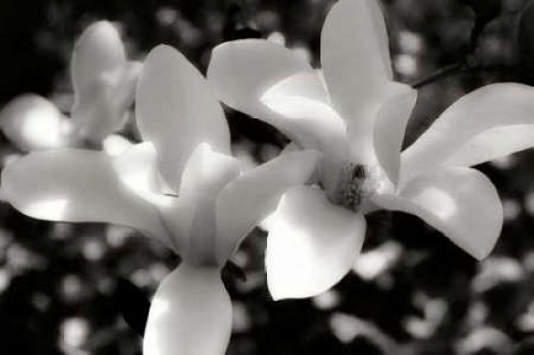 Saucer Magnolia I Canvas Art - Alan Hausenflock (20 x 28)
