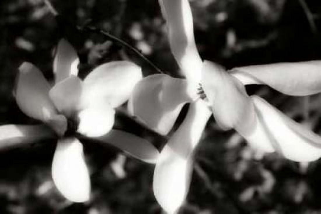 Saucer Magnolia III Canvas Art - Alan Hausenflock (20 x 28)