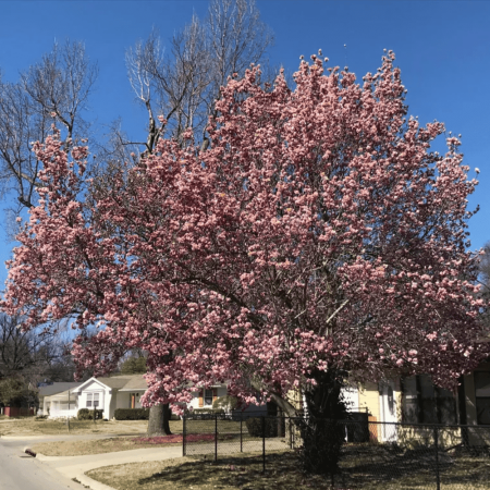 Saucer Magnolia Live Plant, Dormant, 3 to 5 Inches Tall, Pink Flowering Tree in 2.5 Inches Pot for Planting