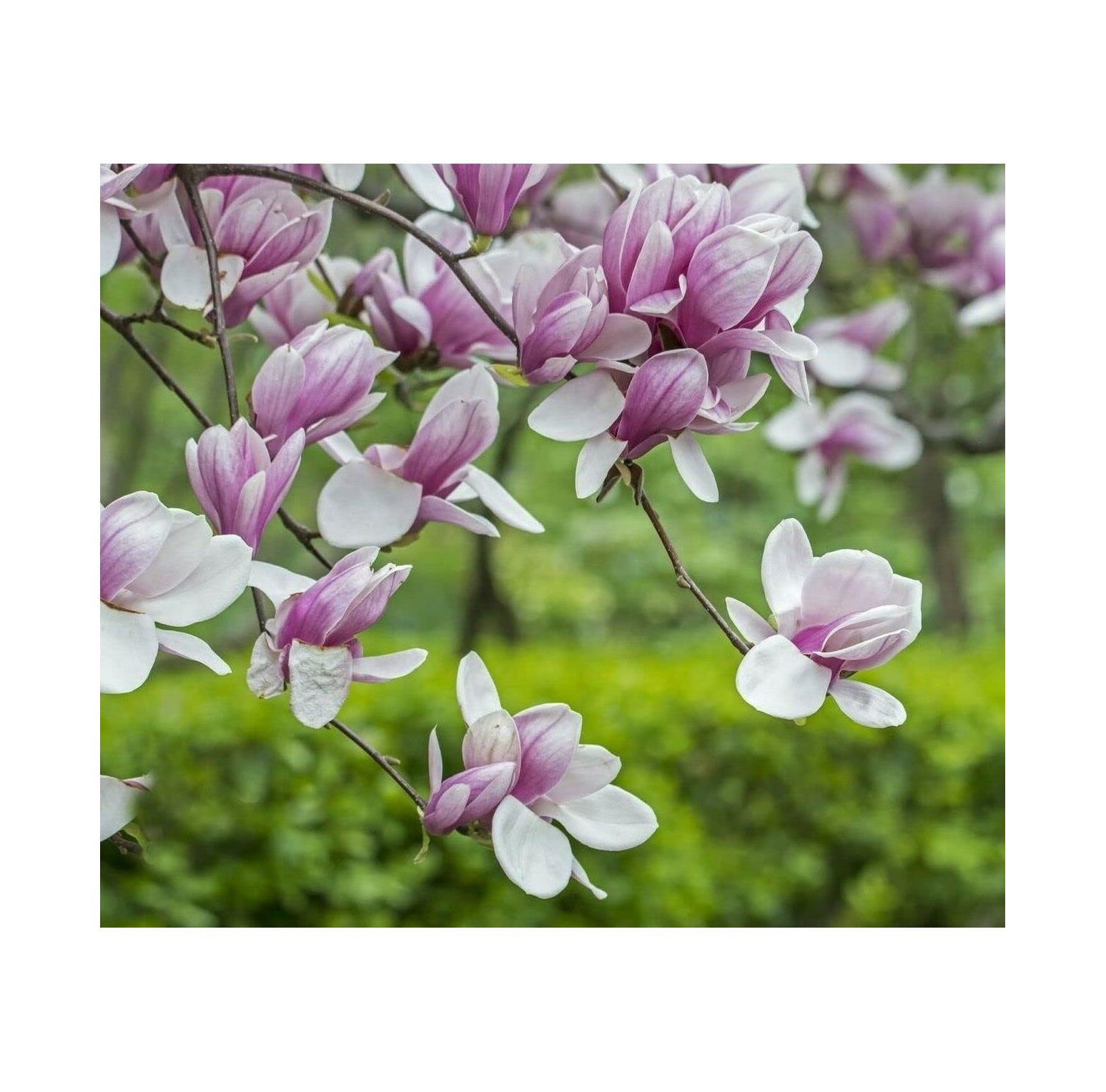 Saucer Magnolia Shrub/Tree 612" Tall Soulangeana Plant Live Bush