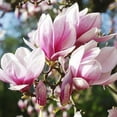 thumbnail image 1 of Saucer Magnolia Tree in 2.5'' Pot, Fragrant Magnolia Flower Shrub, 1 of 5