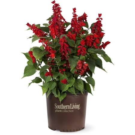 Southern Living Saucy Red Salvia Live Shrub in 2.5-Quart Grower Pot