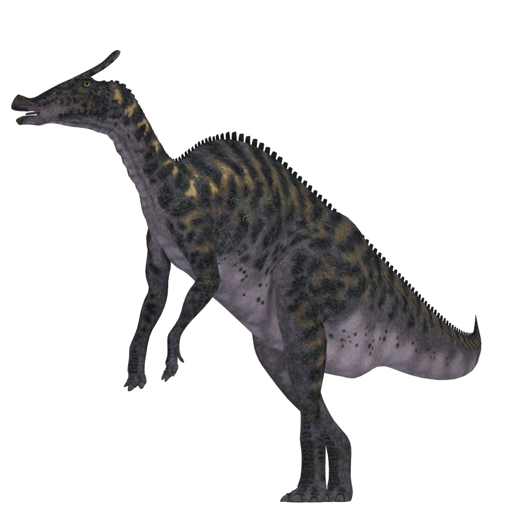 Saurolophus dinosaur on white background Canvas Art - Corey FordStocktrek Images (28 x 28)