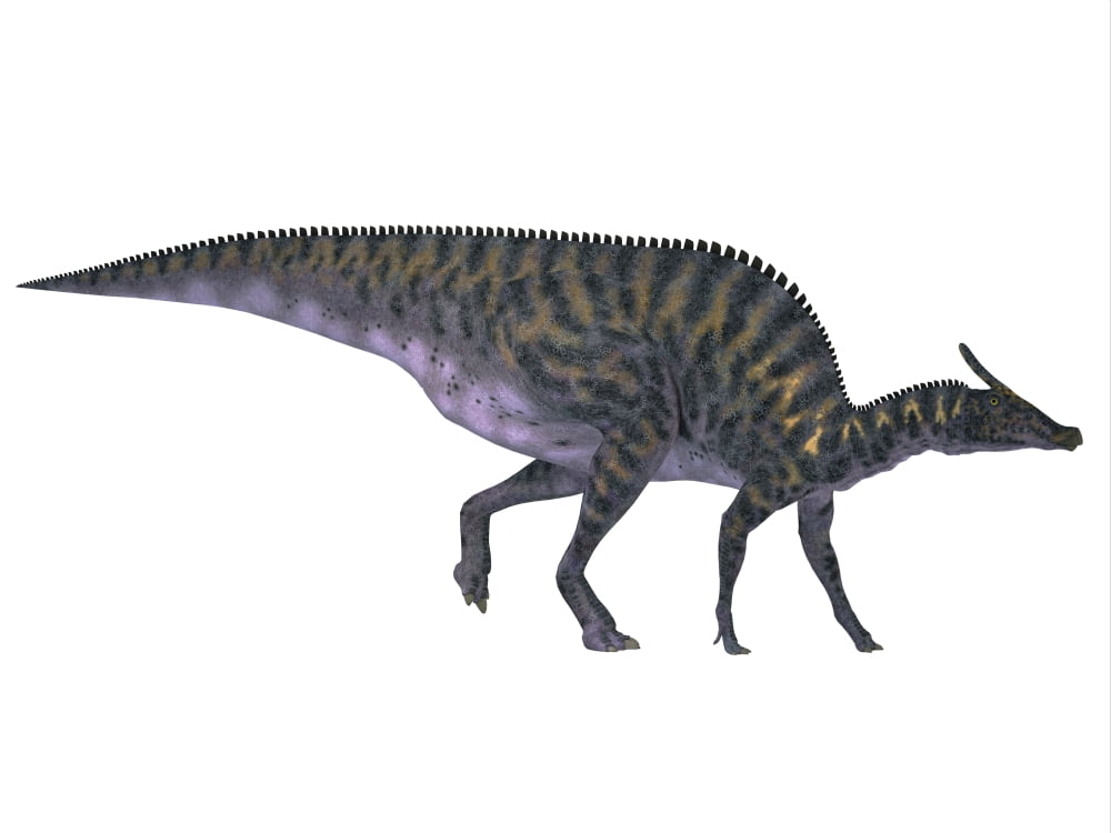 Saurolophus dinosaur on white background Canvas Art - Corey FordStocktrek Images (32 x 24)