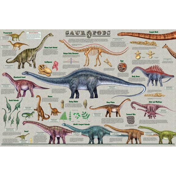 Sauropods Educational Poster 36.5x24.5 - Laminated
