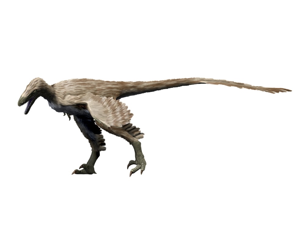 Saurornitholestes dinosaur Canvas Art - Nobumichi TamuraStocktrek Images (17 x 13)