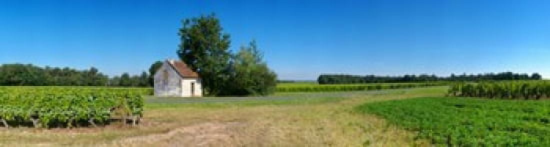 Sauvignon Blanc vineyard Pouille Loire-Et-Cher Loire Valley France Canvas Art - Panoramic Images (42 x 12)