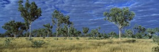 Savannah Bungle Bungle Australia Canvas Art - Panoramic Images (36 x 12)