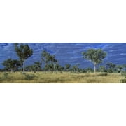 Savannah Bungle Bungle Australia Poster Print 18 x 6