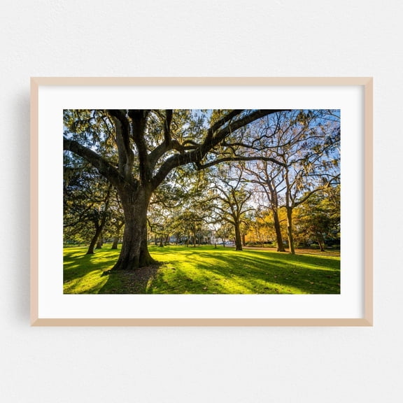 Savannah Georgia Nature Scenic Landscape Forest Fine Autumn Botanical Photography Poster Unframed Paper Print