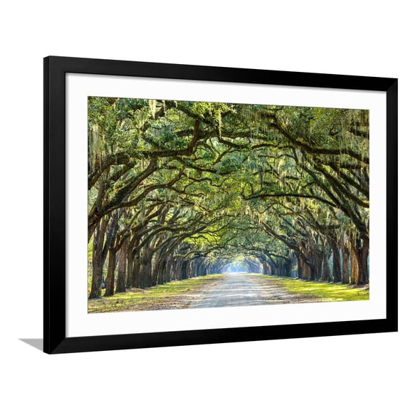 Savannah, Georgia, USA Oak Tree Lined Road at Historic Wormsloe Plantation. Framed Photographic Print by SeanPavonePhoto, 36" x 24", Sold by Art.com