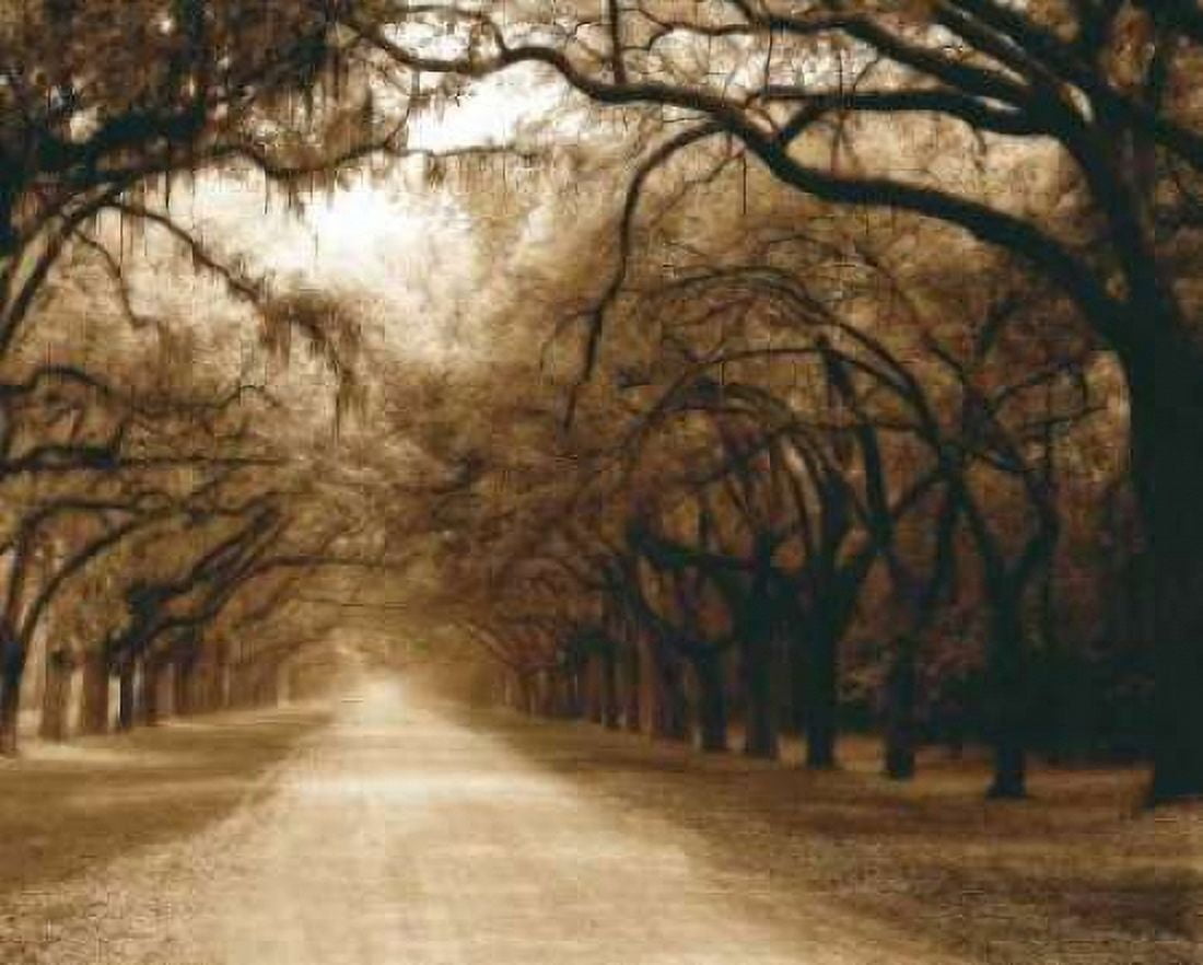 Savannah Oaks I Canvas Art - Alan Hausenflock (24 x 30)