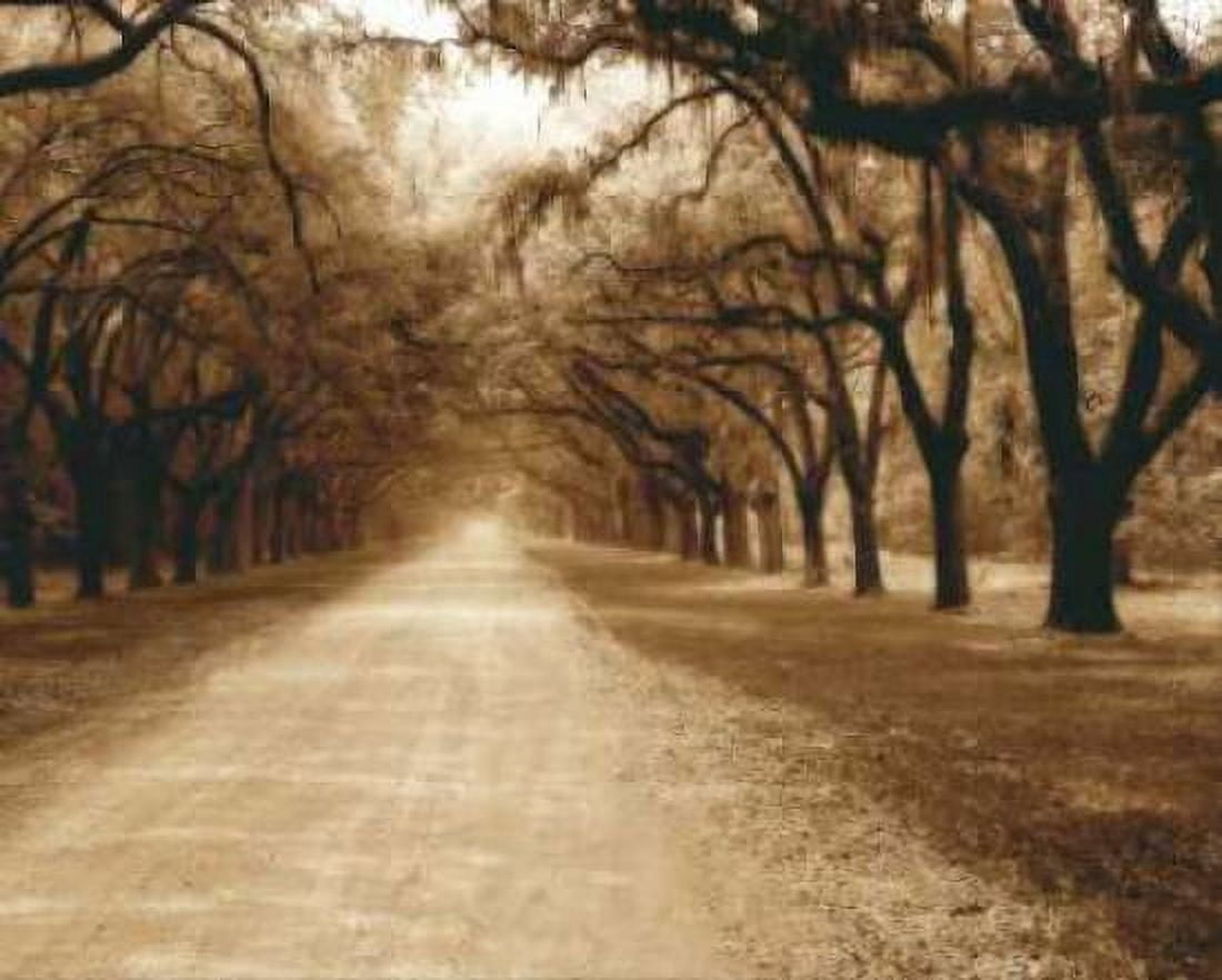 Savannah Oaks II Canvas Art - Alan Hausenflock (24 x 30)