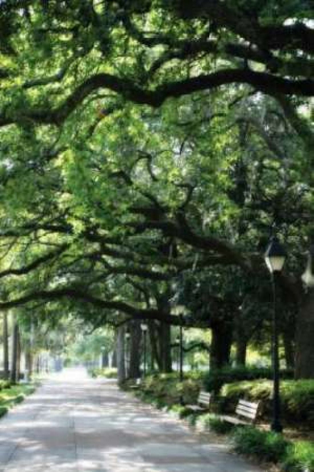 Savannah Sidewalk I Canvas Art - Alan Hausenflock (12 x 18)