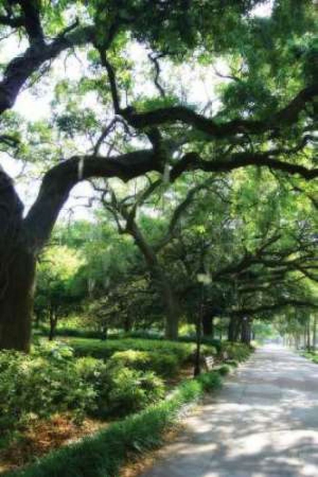 Savannah Sidewalk II Canvas Art - Alan Hausenflock (24 x 36)