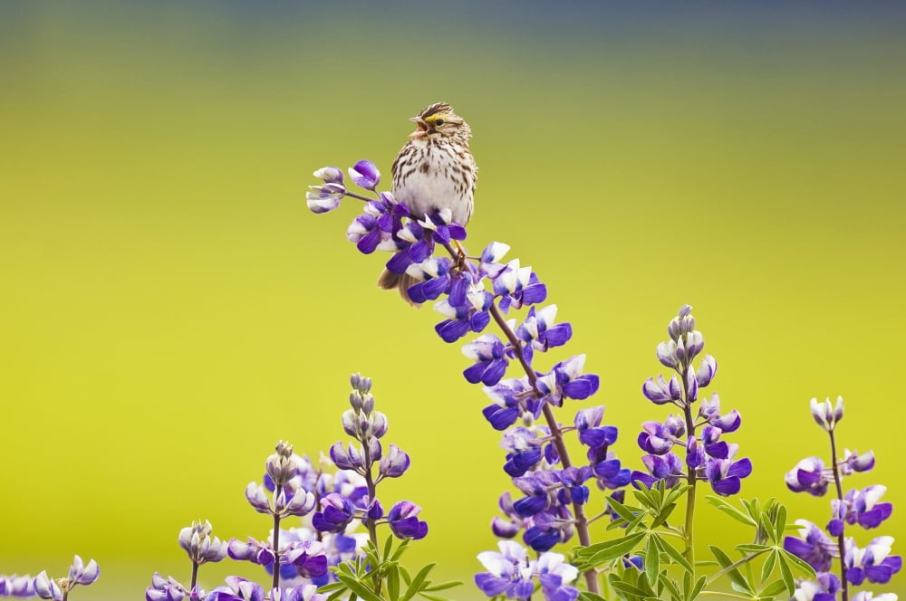 A Savannah Sparrow Singing While Perch On A Lupine Blossom In Portage Southcentral Alaska During Summer Canvas Art - Brian Guzzetti Design Pics (38 x 24)