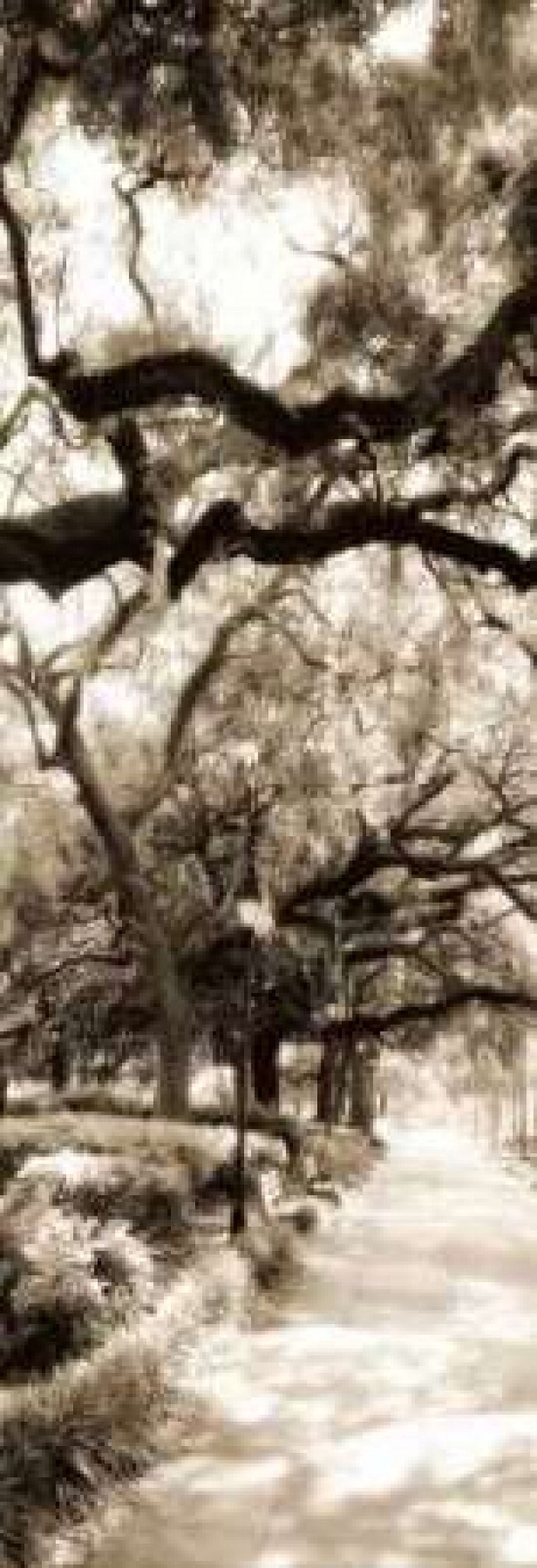 Savannah in Sepia II Canvas Art - Alan Hausenflock (12 x 36)