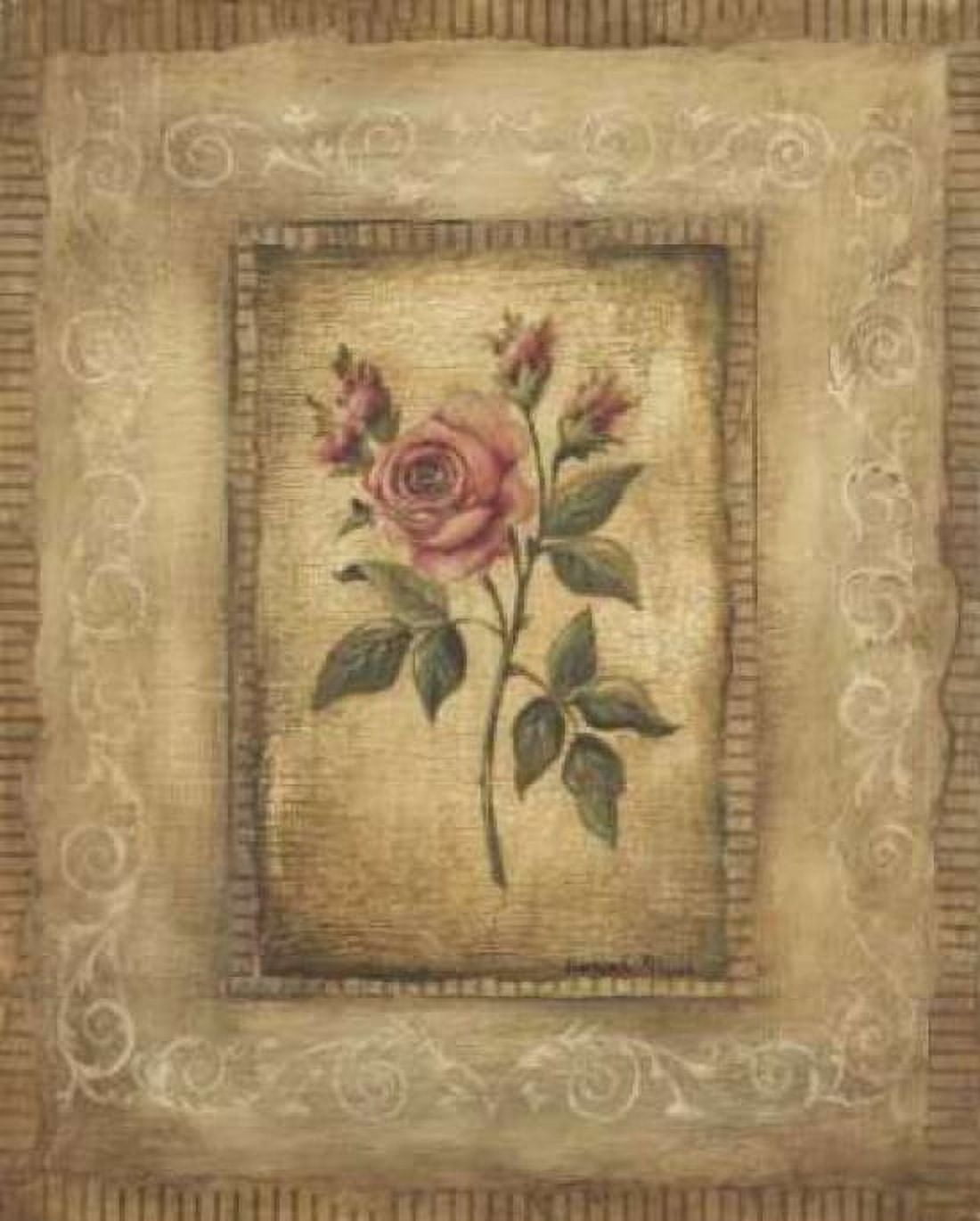 Savin Rose Canvas Art - Kimberly Poloson (24 x 30)