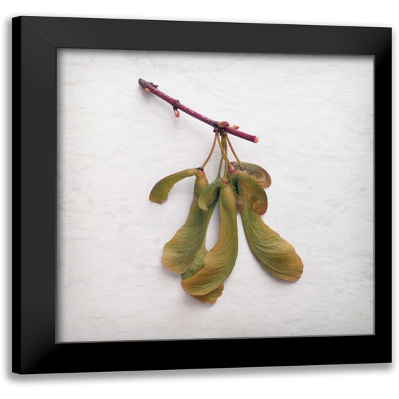 Savogne, Daniela 12x12 Black Modern Framed Museum Art Print Titled - Sweet Dimensionality