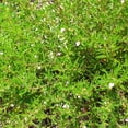 thumbnail image 1 of Savory Herb Garden Seeds - Summer Savory - 4 Oz - Non-GMO, Heirloom, Herbal Gardening & Micro Greens Seed, 1 of 2
