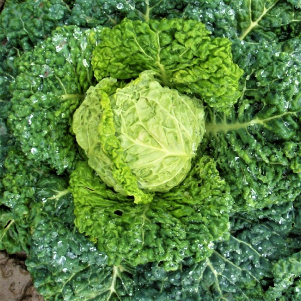 Savoy Perfection Cabbage Seeds 100 Count Seed Pack A Large Drumhead