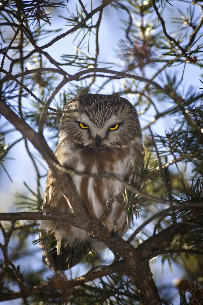 Saw Whet Owl Canvas Art - John Bennett Design Pics (11 x 17)
