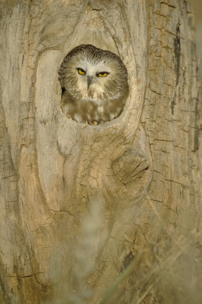 Saw Whet Owl In Hollow Tree Canvas Art - John Pitcher Design Pics (11 x 17)