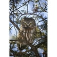 thumbnail image 1 of Saw Whet Owl Poster Print, 1 of 2