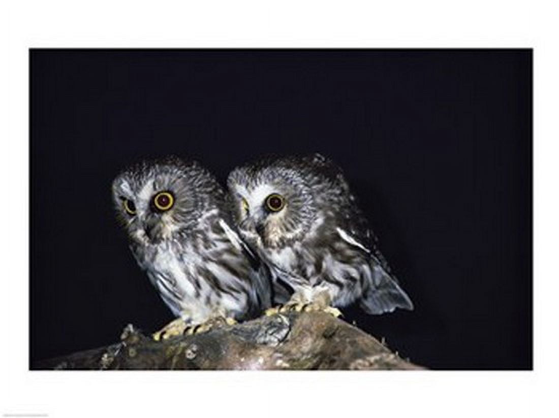Saw-whet Owls Canvas Art - (24 x 18)