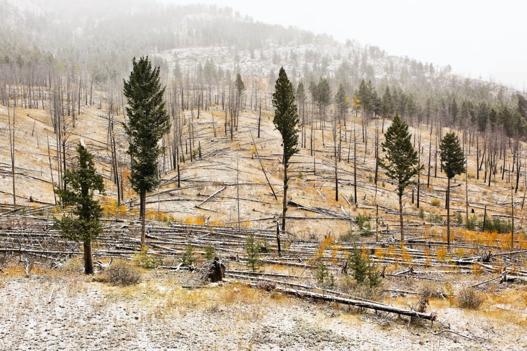 Sawback Burn On Bow Valley Parkway Fire Intentionally Set In 1993 In Effort To Renew Forest And Wildlife Habitat Banff National Park Alberta Canvas Art - Ken Gillespie Design Pics (34 x 22)