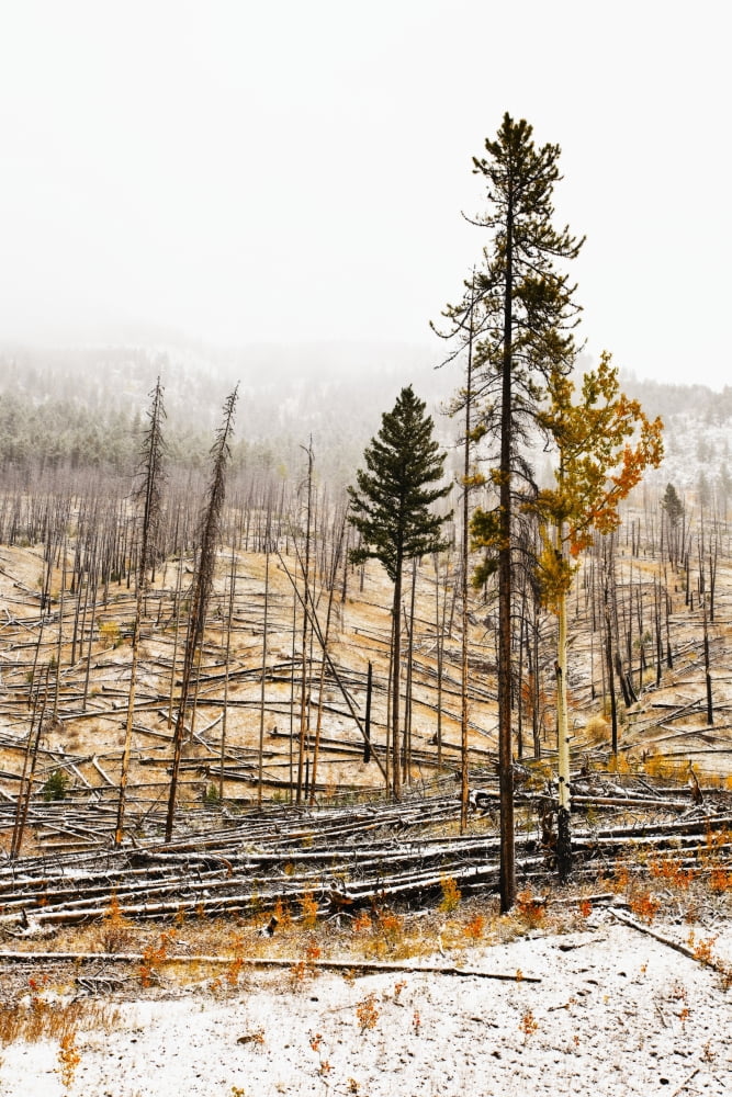 Sawback Burn On Bow Valley Parkway Fire Intentionally Set In 1993 In Effort To Renew Forest And Wildlife Habitat Banff National Park Alberta Canvas Art - Ken Gillespie Design Pics (22 x 34)