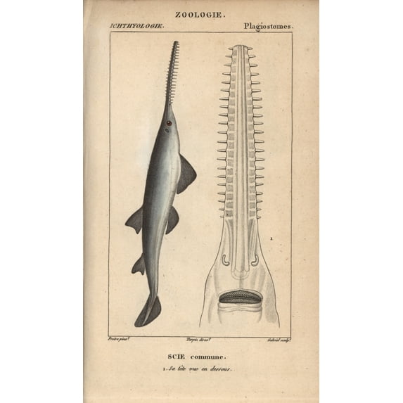 Sawfish Or Carpenter Shark, Pristis Pristis Poster Print By ® Florilegius Mary Evans (24 X 36)