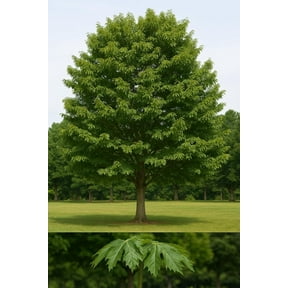 Sawtooth Oak Tree Seedling (612") Fast-Growing Shade Tree with Wildlife Appeal (1 Seedling)
