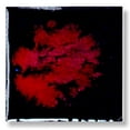 thumbnail image 1 of Sax Non-Toxic Colorburst True Flow Glaze1 Pt. - Black Opal, 1 of 5