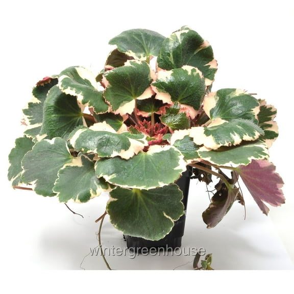 Saxifraga stolonifera, Variegated Strawberry Begonia - Pot Size: 3in (2.6x3.5in) - House Plants